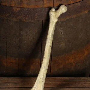 Thigh Bone
