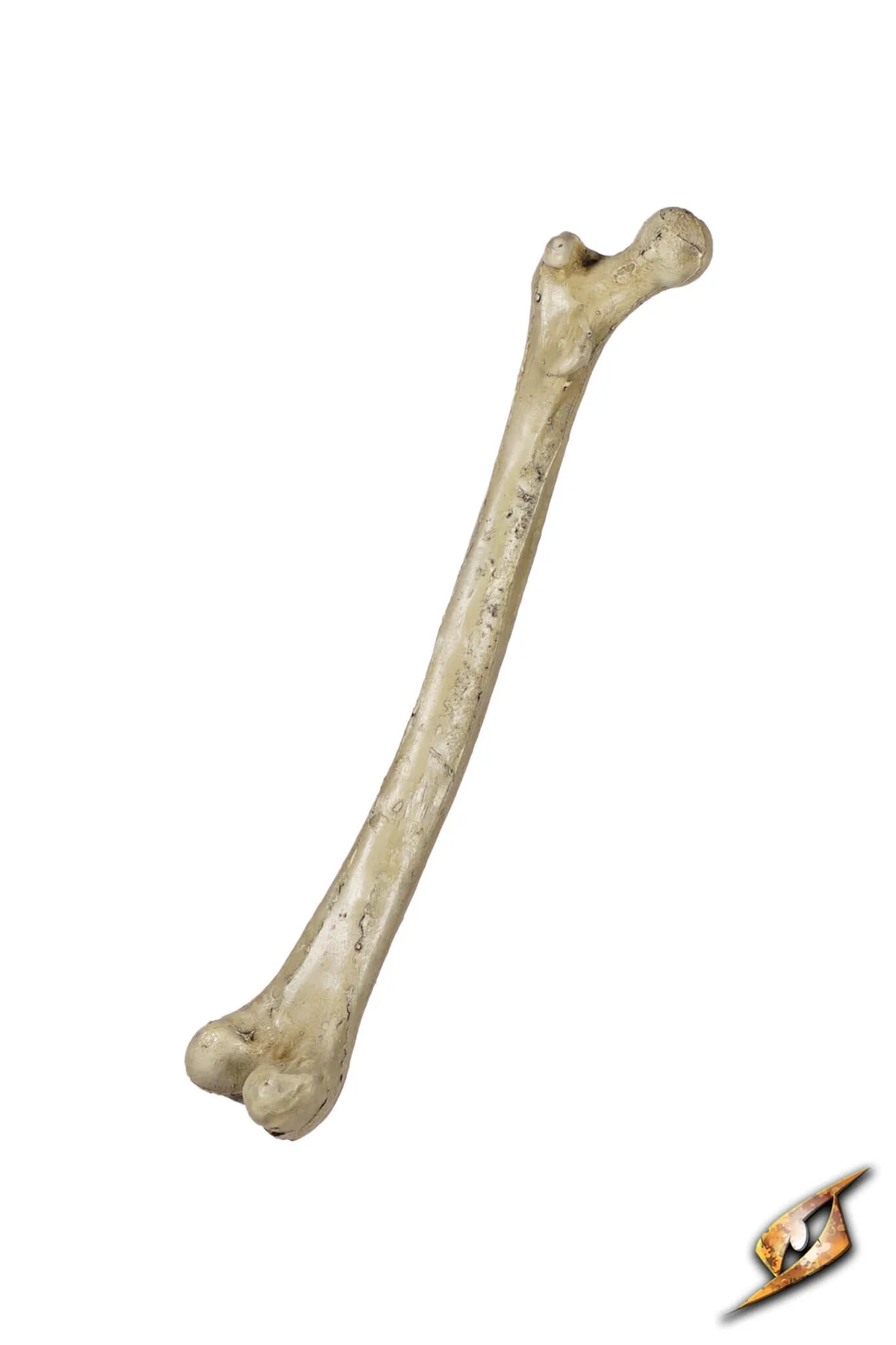 Thigh Bone - Image 6